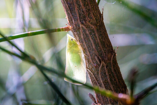 Euphanta munda