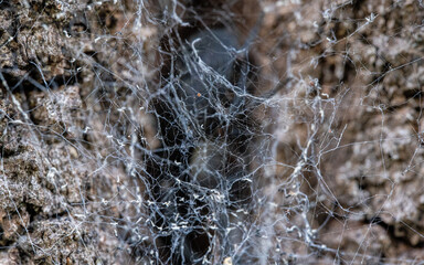 spider web ans spider behind it
