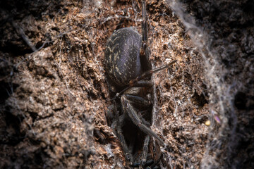close up of a spider and nest