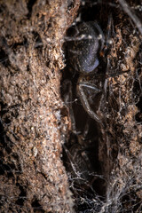 close up of a spider on a wood