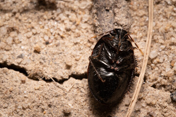 Adrisa stink bug