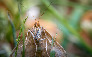 moth close up