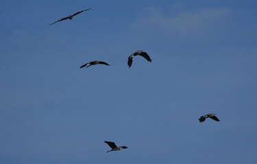 five herons (ardea cinerea) flying high in a flock across the clear blue sky