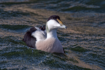 Male Eider Duck