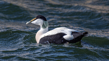 Male Eider Duck