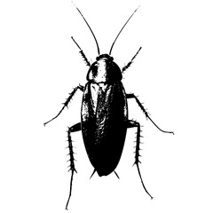 Black Cockroach Vector – Detailed Insect Illustration for Pest Control, Science Education, and Entomology Designs