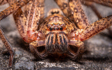 close up of a spider