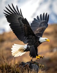 Powerful bald eagle in flight, poised to land