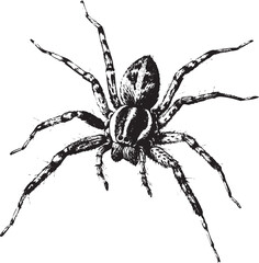 Realistic Spider Vector – Black and White Insect Illustration for Halloween, Nature, and Tattoo Design Themes