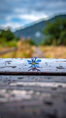 A small, vibrant blue flower rests on a wet wooden surface, reflecting in the water droplets.  Soft focus on the background, showing a path through a landscape with hills and trees