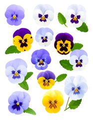 Collection of detailed pansy flowers in various colors