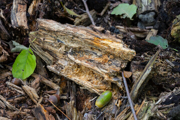 close-up of a decaying piece of wood on the forest floor surrounded by leaves, acorns, and natural debris in autumn light