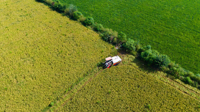Combine harvester cutting a swath through golden rice