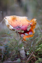Rotting mushroom on the forest floor