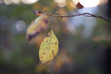 Yellow leaf in autumn