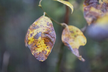 Yellow leaf in autumn