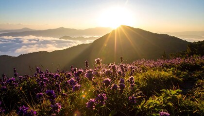 Sunrise over mountaintops, vibrant purple wildflowers