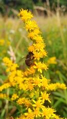Close-up of bee on bright yellow flower cluster