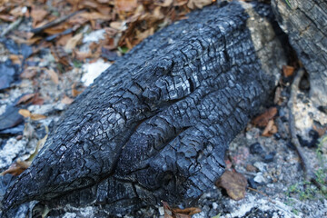 Blackened log in yellow autumn leaves.