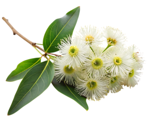 eucalyptus branch with flowers, cutout, PNG isolated on a white or transparent background
