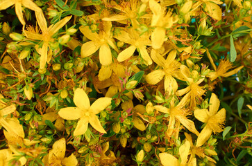 Vibrant yellow thyme herb flowers in full bloom, surrounded by lush green foliage, showcasing intricate petal structures and natural beauty in a lively garden setting