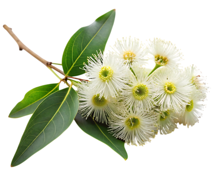 eucalyptus branch with flowers, cutout, PNG isolated on a white or transparent background