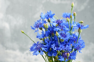 Vibrant bouquet of blue cornflowers arranged elegantly against a soft gray background, showcasing the delicate petals and lush green stems, perfect for floral design inspiration