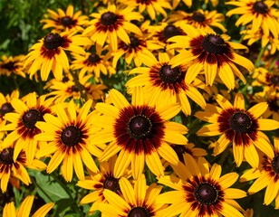 Bright yellow flowers with dark centers