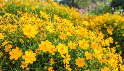 Obraz premium Bright yellow cosmos flowers in full bloom