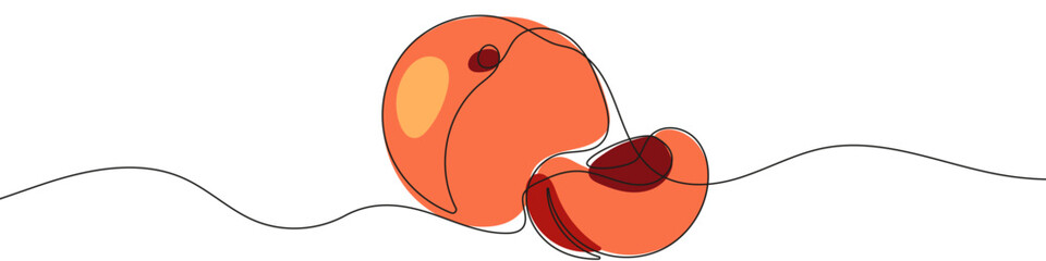 Peach in one line art style. Whole Peach and cut half drawing with editable black stroke and color on white background. Vector illustration.