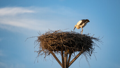 Stork in the nest.