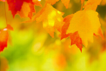 Autumn/Fall Maple Leaves Bright & Vibrant Colors of Red, Yellow, Orange, & Green Dangling in Wind on Tree Branch w/Blurred Bokeh Effect Background-Backdrop, Frame, Border, Wallpaper (filtered photo)