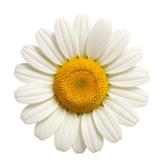 Chamomile flower with white petals encircling a yellow center.