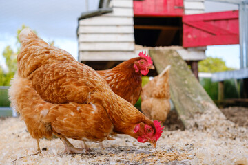 Chickens foraging in the yard near their coop looking for food and enjoying the outdoors