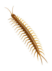 Obraz premium Elongated yellowish-brown centipede with long, slender legs.