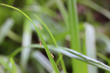 Three Mosquitoes (Culicidae) Resting On A Blade Of Green Grass In A Summer Meadow. Macro Close Up Of Bloodsucking Pest Insects In Nature.
