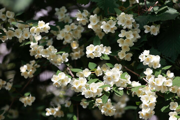 A Bush Of Blooming White Jasmine (Mock Orange, Philadelphus) Flowers In A Summer Garden. Beautiful And Fragrant Floral Background.