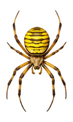 Obraz premium Yellow-striped orb-weaver with long legs and a golden hue.