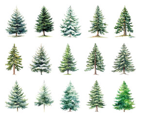 Obraz premium Watercolor evergreen trees collection.