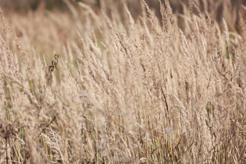 Fototapeta premium A Field Of Tall Dry Beige Grass (Reeds Or Calamagrostis) In Late Autumn. Natural Abstract Background, Calming And Serene Mood.