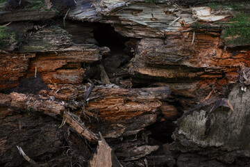 Close Up Texture Of A Decaying And Rotten Fallen Tree Log, Showing The Fibrous Structure Of The Wood. Forest Decomposition Process.