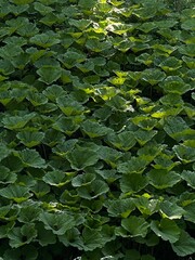 green leaves background