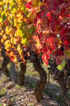 Rural road crossing autumn vineyards in La Rioja, Spain, connecting fields, wineries and villages across the wine tourism landscape of the region