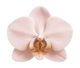 Pale pink orchid with detailed lip structure.