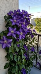 Blooming Purple Clematis Flowers on Balcony with Vibrant Green Foliage
