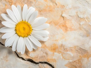 Delicate White Daisy Flower Growing in Crack of Stone Slab