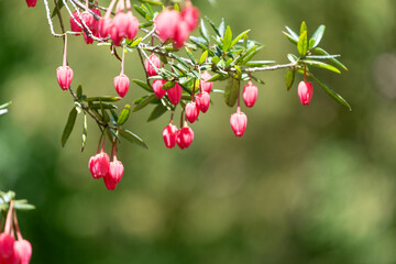 Close up of flowers on a Chilean lantern (crinodendron hookerianum) tree
