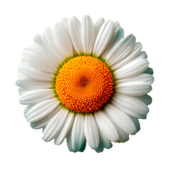 Flor blanca 