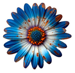 Flor azul sobre fondo transparente