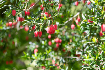 Obraz premium Close up of flowers on a Chilean lantern (crinodendron hookerianum) tree